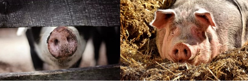 Работа в Польше. Разнорабочий (обвальщик) - фото