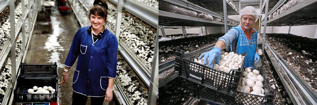 Работа в Польше. Разнорабочий (сбор шампиньонов) фото