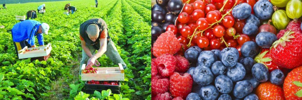 Сезонная работа в ЕС. Сбор ягод от € 1300 фотографии
