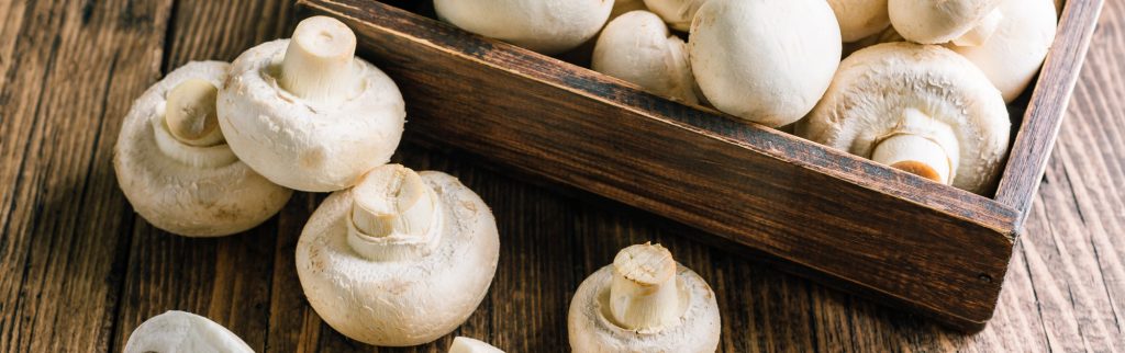 Сбор шампиньонов работа в Польше фото